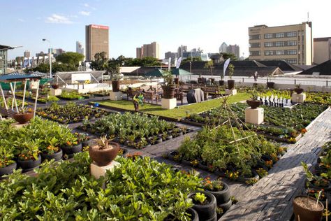 A rooftop garden on a building in Durban, South Africa. In Johannesburg a nonprofit group is using rooftop gardens to teach farming skills to urban youths and to inform them about the effects of global warming. Lots Of Plants, Urban Agriculture, Areas Verdes, Garden Architecture, Urban Gardening, Traditional Garden, Rooftop Garden, Community Gardening, City Architecture