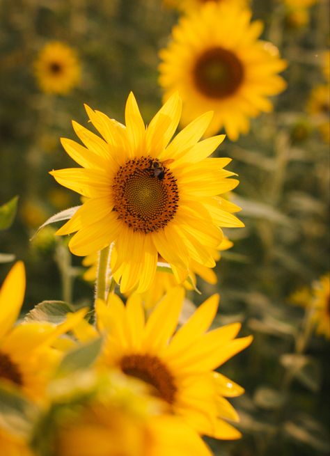 Sharing parts of my photography journey. Nature. People. Animals. Sunflower Photography Vintage, Aesthetic Bee, Pictures Animals, Sunflower Photography, Bumble Bees, Photography Vintage, Beauty Nature, The Sunflower, Sunflower Fields