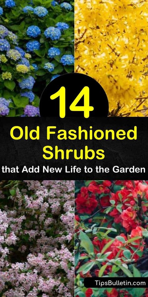 Learn about old fashioned flowering shrubs to delight visitors to your garden, from hydrangea to viburnum. Choose among weigela, with its trumpet-shaped pink flowers; forsythia, with its arching branches coated in yellow blooms; and more. #shrubs #oldfashioned Small Flowering Shrubs, Flowering Shrubs Full Sun, Full Sun Shrubs, Shrubs For Landscaping, Colorful Shrubs, Low Growing Shrubs, Bushes And Shrubs, Shade Shrubs, Flowering Bushes