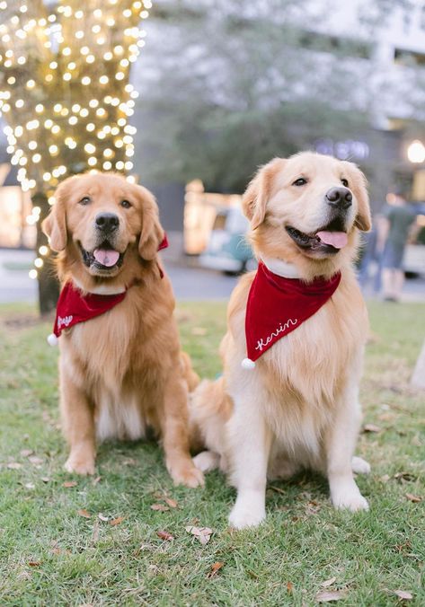 Happy Thanksgiving 🦃🍁 we love all of... - agoldennamedkevin Love All Of You, So Thankful, Happy Thanksgiving, Golden Retriever, Thanksgiving, Dogs