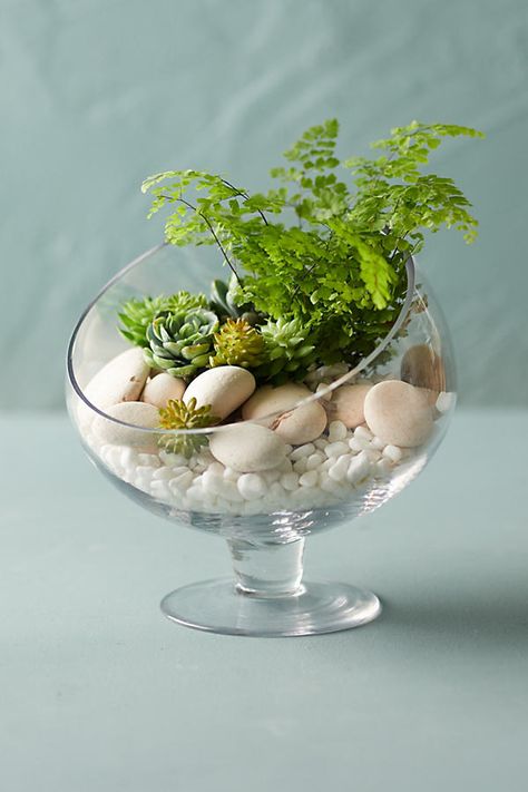 Plants in glass jars