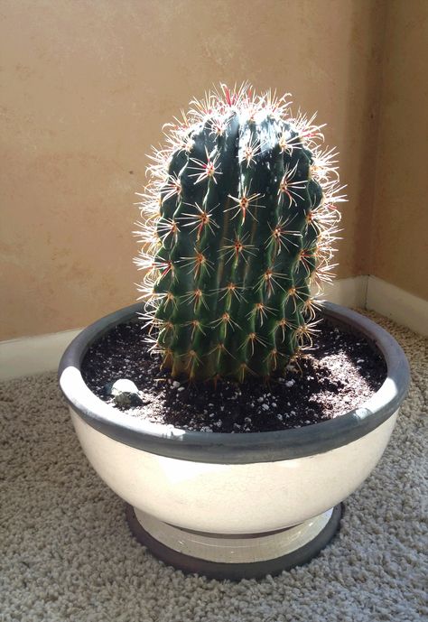 How to Repot a Cactus Without Getting Stuck: So much easier than I had expected!  http://pinterest.com/pin/2814818490179245/ #Cactus #Repot Kew Gardens, Cactus Garden, Cactus And Succulents, Back To Nature, Butterfly Garden, Garden Patio Furniture, Succulents Garden, Cacti And Succulents, Garden Styles