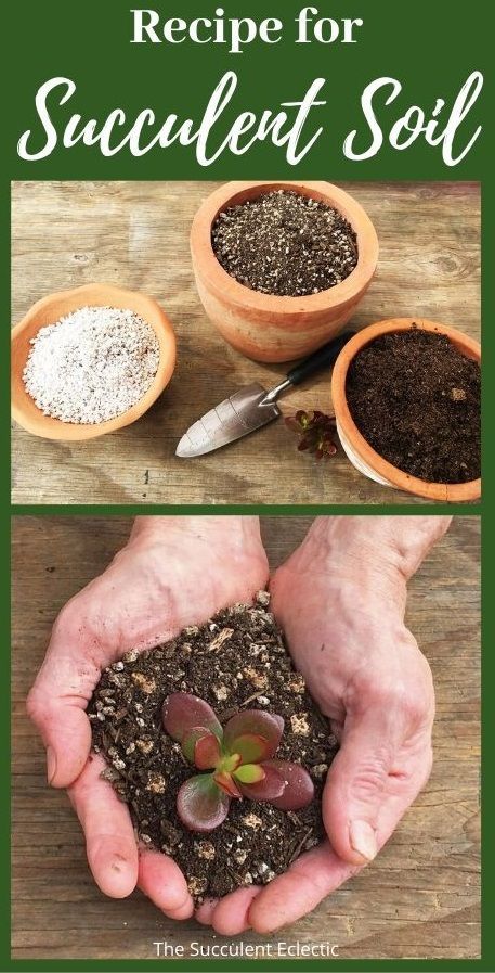 Best Soil For Succulents, Soil Recipe, Bathroom Budget, Succulent Potting Mix, Budget Makeover, Succulent Garden Indoor, Succulent Garden Design, Succulent Gardens, Succulent Landscaping