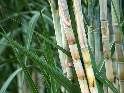 Sugar Cane Plant, Cane Plant, Commodity Market, Fast Growing Plants, Bountiful Harvest, Hardy Plants, Organic Seeds, Edible Plants, Sugar Cane