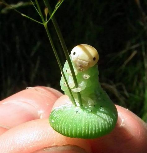 caterpillar with grass Pretty Bugs, Prim Rose, Cute Bugs, Cool Insects, Cool Bugs, Beautiful Bugs, Creepy Crawlies, Pretty Animals, Haiwan Peliharaan