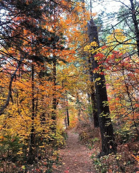 These Five Hikes In Arizona Are Great Places To See Fall Colors - Narcity Fall In Arizona, Hiking In The Fall, Arizona Hikes, Hikes In Arizona, Fall Cabin, September Mood, Devney Perry, Fall Hike, Fall Hikes