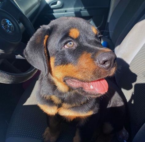 Rottweilers Aesthetic, Rottweiler Puppies Aesthetic, Rottweiler Aesthetic, Baby Rottweiler, Puppy Care Tips, Dog Rottweiler, Rottweiler Puppy, Dog Aesthetic, Super Cute Puppies