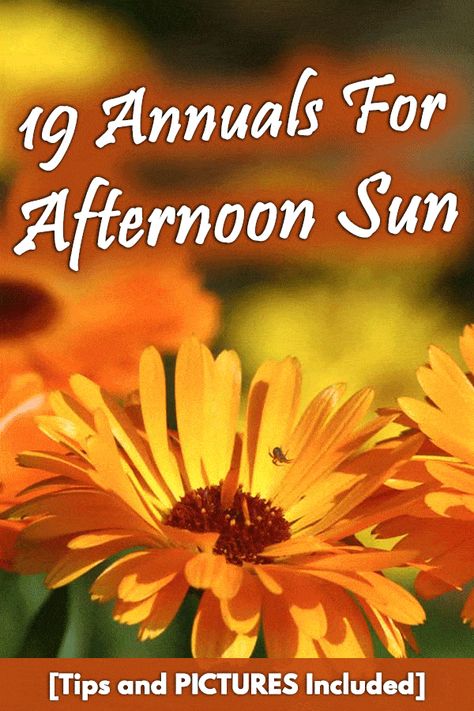 19 Annuals for Afternoon Sun [Tips and PICTURES Included] - Garden Tabs Part Sun Flowers, Full Sun Planters, Full Sun Annuals, Full Sun Flowers, Summer Planter, Flower Varieties, West Facing Garden, Annual Garden, Flower Blooming