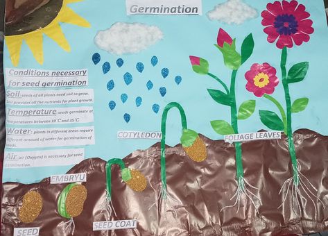 Seed Germination Chart, Seed Germination, Plant Growth, Plant Needs, Science Experiments, All Plants, Soil, Seeds, Science