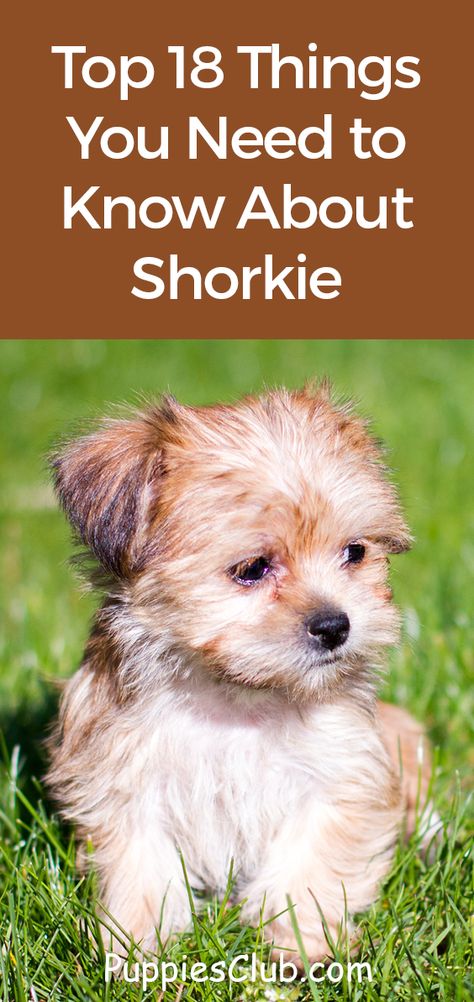 Top 18 Things You Need to Know About Shorkie  #shorkie #shih-tzu #yorkie Shorkie Puppies Haircuts, Yorkie Shih Tzu Mix Puppies, Shitzu Yorkie Mix Puppies, Shih Tzu Yorkie Mix Dogs, Shorkies Dogs Full Grown, Shorkie Dogs Haircuts, Shorkies Dogs, Shorkie Haircut Styles, Shorkie Haircut