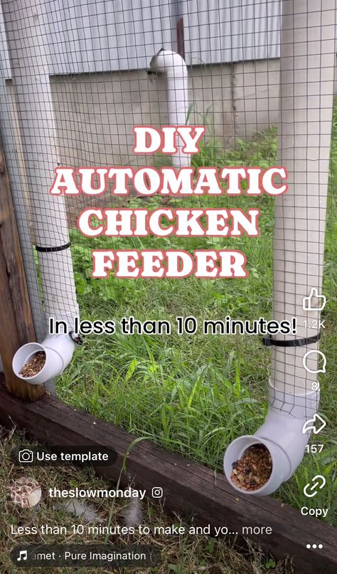 Diy Automatic Chicken Feeder, Dirty Chicken, Chicken Watering System, Pvc Chicken Feeder, Organic Chicken Feed, Raising Meat Chickens, Chicken Feeder Diy, Chicken Roost, Small Chicken Coops