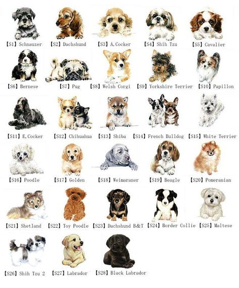 Types Of Puppies Dog Breeds, Types Of Dogs Breeds List, Small Dog Breeds Chart, Types Of Small Dogs, Dog Species, Dog Breeds Chart, Types Of Puppies, Ras Anjing, Types Of Dogs Breeds