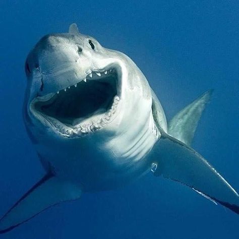 Great White Shark (on the weekend 😂)! 🦈 📷 @seaoflightphotography • •… Save The Sharks, Types Of Sharks, Shark Photos, Shark Pictures, Shark Bait, Sharks Funny, Shark Art, Cute Shark, Shark Week