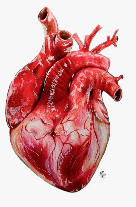 Human Heart Art, Anatomical Heart Drawing, Human Heart Drawing, Lightroom Presets For Portraits, Blurred Background Photography, फोटोग्राफी 101, Drawing Hair, Beach Background Images, Pink Background Images