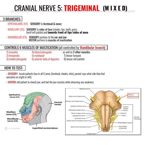 Trigeminal Nerve, Cranial Nerve 5 Trigeminal Nerve Notes, Cranial Nerves Speech Pathology, Trigeminal Nerve Anatomy, Trigeminal Nerve Branches, Palatine Bone, Trigeminal Nerve, Neck Anatomy, Nerve Anatomy, Cranial Nerves Mnemonic