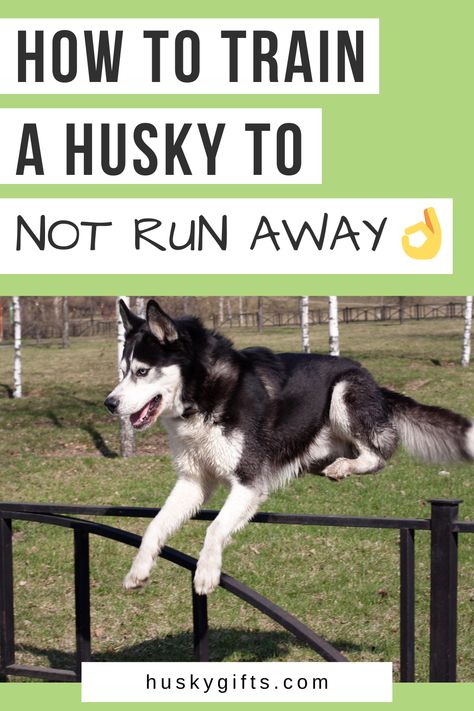 How to train a husky to not run away Husky Backyard Ideas, Husky Tips Pet Care, Husky Tips, Husky Running, Husky Care, Husky Shedding, Husky Puppy Training, Haski Dog, Husky Training