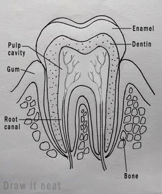 DRAW IT NEAT : How to draw tooth diagram labeled. Science Drawings Biology, Neet Biology Diagrams, How To Draw A Tooth Step By Step, Science Diagrams Biology, Teeth Anatomy Drawing, Dental Drawings, Biological Drawings, Tooth Diagram, How To Draw Teeth