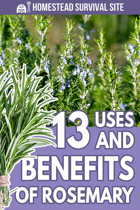 Rosemary Health Benefits, Benefits Of Rosemary, Rosemary Oil For Hair Growth, Rosemary Water, Rosemary Herb, Rosemary Tea, Rosemary Oil For Hair, Medicinal Herbs Garden, Rosemary Plant