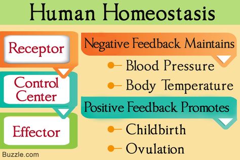 Understanding Negative and Positive Feedback in Homeostasis Negative Feedback Homeostasis, Homeostasis Biology Notes, Homeostasis Notes, Anatomical Terminology, Svu Funny, Endoplasmic Reticulum, What Is Intelligence, Igcse Biology, Anatomy Notes