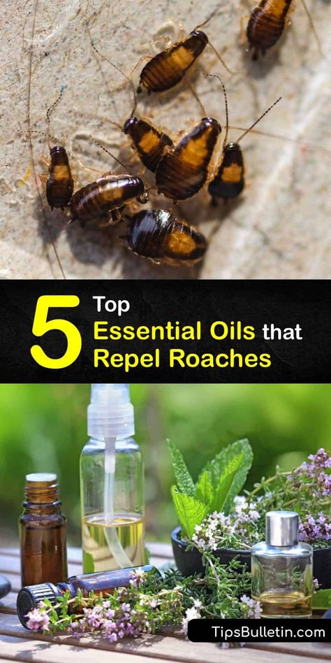 Learn how to use essential oils to repel roaches and keep your home insect-free. Cockroaches avoid areas where you apply essential oils, and it’s easy to make a natural cockroach repellent with peppermint oil, eucalyptus oil, and rosemary oil. #essential #oils #repel #roaches Essential Oil Cockroach Repellent, Essential Oils Roach Repellant, Essential Oil Roach Repellent, Natural Cockroach Repellent For Home, Essential Oil For Roaches, How To Repel Roaches, Diy Cockroach Repellent, Cockroach Repellent Essential Oils, Natural Roach Repellant