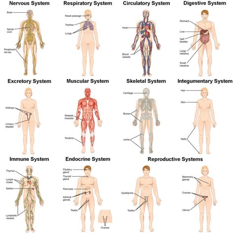 Normal Body Temperature, Human Body Organs, Human Body Temperature, What Is Human, Human Nutrition, Human Body Anatomy, Organ System, Human Body Systems, Human Anatomy And Physiology