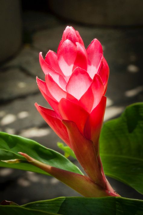 Ginger Plant Flower, Ginger Flowers, Beautiful Paintings Of Nature, Floral Design Classes, Ginger Plant, Flower Identification, Ginger Flower, Pink Flowers Wallpaper, Flower Guide