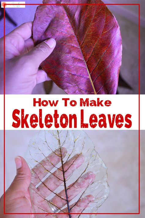 How To Make Skeleton Leaves (with Printable Instructions) - The Kreative Life Things To Do With Leaves, Printing With Leaves, Productive Crafts, Skeleton Leaves Diy, Skeleton Leaf Art, Vetenskapliga Experiment, Music Furniture, Pressing Flowers, Skeleton Leaves