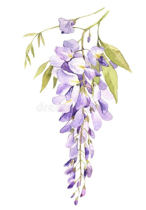 Watercolor hand drawn wisteria blossom isolated on white royalty free stock photo Wisteria Botanical Illustration, Wisteria Vine Drawing, Wisteria Illustration, Wisteria Drawing, Wisteria Tattoo, Wisteria Watercolor, Watercolor Vines, Wisteria Art, Botanical Images