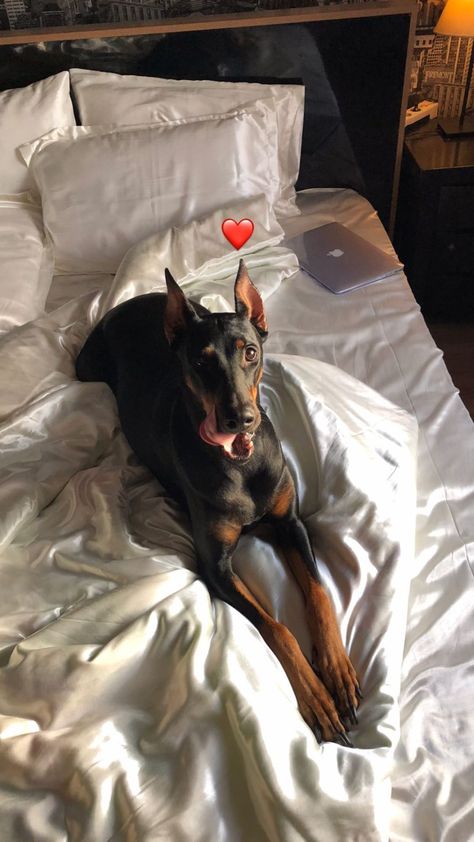 Evan Zanders, Liz Tomforde, Black Doberman, Scary Dogs, Doberman Pinscher Dog, Doberman Puppy, Doberman Dogs, Pretty Dogs, Mile High