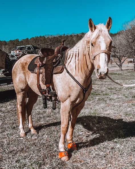 dump of the month💗⚡️ #western #barrelracing #photodump Western Riding Tack, Barrel Horses, Western Horse Riding, Novel Aesthetic, Horses Western, Western Horses, Dream Birthday, Instagram Dump, Western Horse Saddles