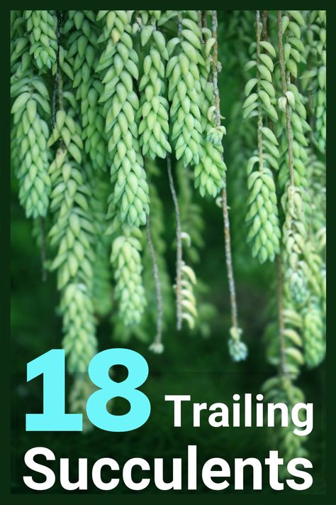 A list of 18 trailing and hanging succulents Succulent And Cactus Garden Outdoor, Patio With Hanging Plants, Climbing Succulent Plants, Trailing Succulents Outdoor, Beautiful Hanging Plants, Succulents That Hang Down, Succulent Porch Ideas, Outdoor Trailing Plants, Trailing Succulent Plants