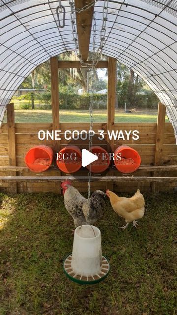 Carisa | Small Farming on 2 Acres on Instagram: "My favorite thing about our coop design is how easy it is to convert into whatever you need it to be 👏🏻 need a safe space to brood your chicks without keeping them in your house? No problem! Need a chicken tractor to raise pastured meat birds? Got it! Need a coop for your egg layers that is easy to clean by simply moving it forward? Got you covered! The nesting boxes & roosting bar are easily removable so you can change things up whenever you need for your flock 🐔 CHICKEN TRACTOR BUILD PLANS are now available! (check the link in my bio) ☺️ . . . . . . . #fresheggs #freerangechickens #meatchickens #pasturedpoultry #chickencoop #chickenfarm #chickentractor #raiseyourownfood #homesteading #farmingwithkids #farmlife #countryliving #slowliving Pastured Poultry, Small Farming, Mobile Chicken Coop, Meat Birds, Chicken Tractors, Chicken Nesting Boxes, Chicken Tractor, Coop Design, Build Plans