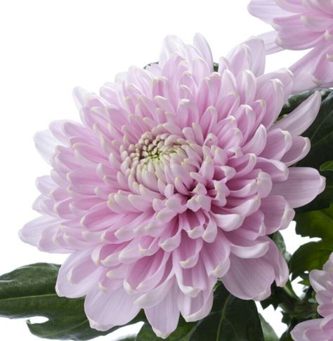 Chrysanthemum, Rossano Church Flower Arrangements, Chrysanthemum Flower, Flower Photos, Chrysanthemum, Love Flowers, Study Guide, Flower Garden, Flower Arrangements, Save Money