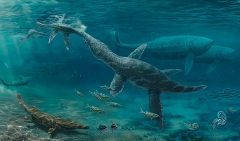 Life in the Jurassic seas. Sea Dinosaurs, Prehistoric Wildlife, Fossil Teeth, Paleo Art, Extinct Animals, Dinosaur Art, Prehistoric Creatures, Prehistoric Animals, Sea Monsters