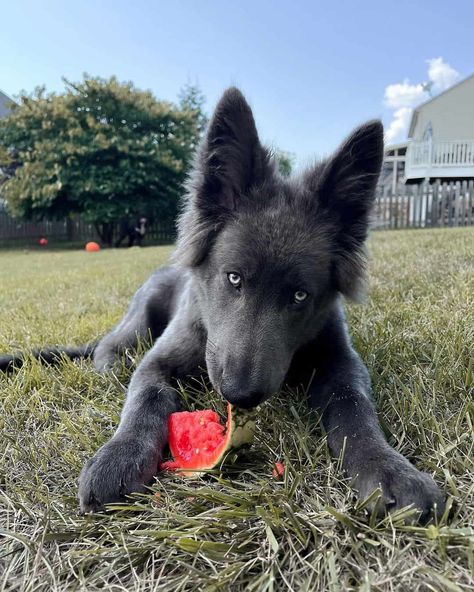 American Blue Bay Shepherd, Blue Bay Shepherd Puppies, Blue Shepard Dog, Blue German Shepherd Puppies, Blue Shepherd, Blue Bay Shepherd, Cozy Animals, Blue German Shepherd, German Shepherd Breeds