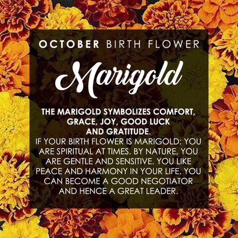 Flowers For October, Baby Born Quotes, Born Quotes, Flower Marigold, October Birth Flower, Birthday Month Flowers, October Birth Flowers, October Baby, Flowers Quotes