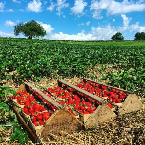 Here Are The 9 Best Pick-Your-Own Fruit Farms In Maryland Photos For Vision Board, Cottagecore Garden, Orchard Garden, Strawberry Season, Strawberry Farm, Berry Picking, Strawberry Garden, Strawberry Picking, Fruit Picking