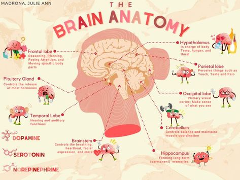 Bio Psychology, Psychology Posters, Brain Poster, Occipital Lobe, Education Poster Design, Psychology Studies, Frontal Lobe, Med School Motivation, Brain Anatomy