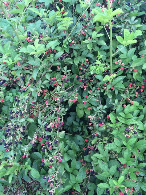 My wild blackberry bushes Wild Blackberry Bush, Bramble Bush, Blackberry Bushes, Wild Blackberries, Blackberry Bush, Edible Weeds, Forest Fairies, Raspberry Bush, Garden Flower Beds