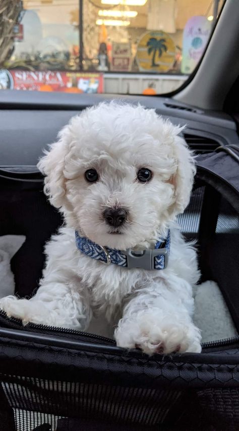 White Toy Poodle Puppy, White Maltipoo Full Grown, Bichon Poodle Haircut, Maltipoo Puppy White, White Maltipoo Puppy, Tiny Fluffy Dog, Puppy Chow Chow, Dogs Chow Chow, White Poodle Puppy