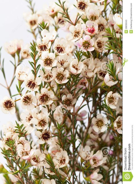 Wax Flower White Wax Flower, Pieris Japonica, Flower Identification, Wax Flower, Flower Colors, Flower Guide, Flower Meanings, Wax Flowers, Small White Flowers