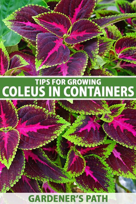 Ever wanted to grow gorgeous coleus plants in a pot rather than in the ground? Well, here’s your chance to learn how! In our guide to growing coleus in containers, we’ll go over the benefits of container growing, the proper timing, what you’ll need, and how to do it. #containergarden #coleus #gardenerspath Flower Pots Outdoor With Coleus, Potted Coleus Ideas, Coleus Hanging Basket Ideas, Coleus In Pots Front Porches, Coleus And Sweet Potato Vine, Coleus Hanging Basket, Planters With Coleus, Coleus Containers Color Combinations, Coleus Plants Landscape