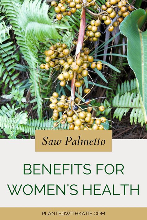 Saw Palmetto: One of The Best Herbs for Women's Health Saw Palmetto For Women Benefits Hair, Saw Palmetto Benefits Woman, Shatavari Benefits For Women, Saw Palmetto For Women Benefits, Slippery Elm Benefits Women, Saw Palmetto Benefits, Slippery Elm Benefits, Shatavari Benefits, Herbal Education