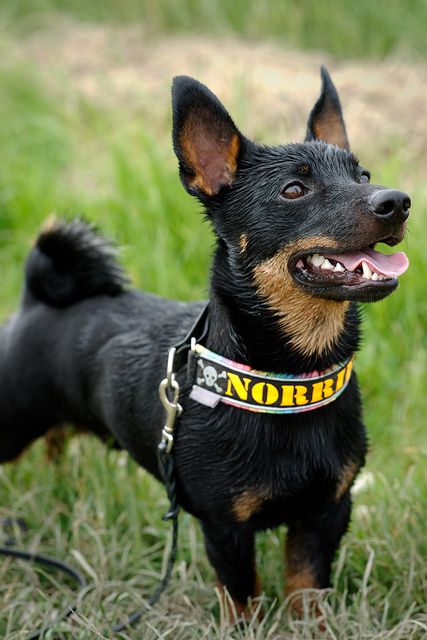 Lancashire heeler, by derfian. Kelpie Dog, Australian Kelpie Dog, Lancashire Heeler, Australian Kelpie, Animal References, Herding Dogs, Group 1, Mixed Breed Dogs, Wolf Dog