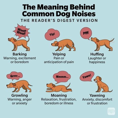 No two dog barks are alike! 🐾 Click the 🔗 in our bio for everything you need to know about those yawns, snorts and more. #dogs #dognoises #dogbehavior #dogowners #dogparents Dog Tail Meaning Language, Dog Behavior Meaning, Dog Meanings, Dog Tail Meaning, Dog Etiquette, Dog Noises, Dog Oc, Weird Noises, Vet Tech Student