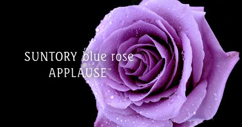 Suntory has created the first, true blue rose named “APPLAUSE” which, in the language of flowers means “dreams come true”. The Language Of Flowers, Rose Varieties, Blue Pigment, Language Of Flowers, Purple Rose, Blue Roses, Holy Grail, True Blue, Purple Roses