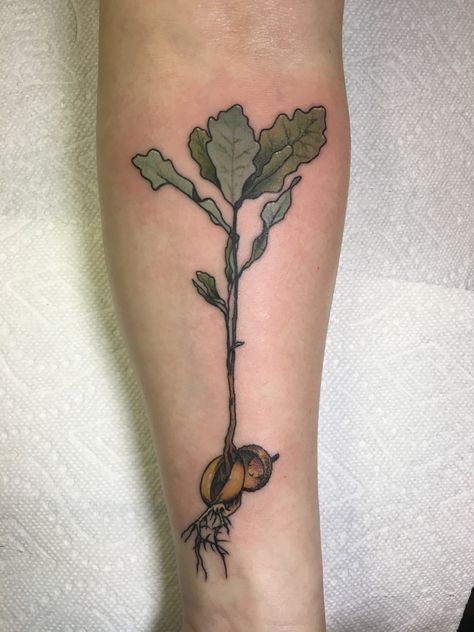 Acorn To Oak Tree Tattoo, Giving Tree Stump Tattoo, Oak Sapling Tattoo, Acorn Oak Tattoo, White Oak Tattoo, Poison Oak Tattoo, Live Oak Tattoo, Tree Seed Tattoo, Walnut Tattoo