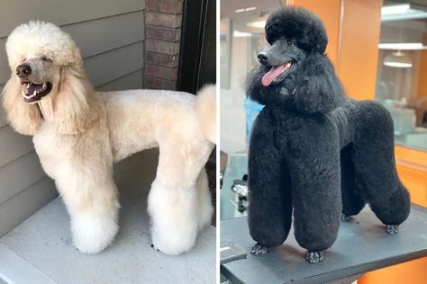 10 Best Poodle Haircuts For Dog Groomers | PoodleHQ Sheepadoodle Haircut, Standard Poodle Haircut Styles, Standard Poodle Haircuts, Poodle Haircuts, Poodle Haircut Styles, Poodle Hair, Poodle Haircut, Poodle Cuts, Puppy Cut