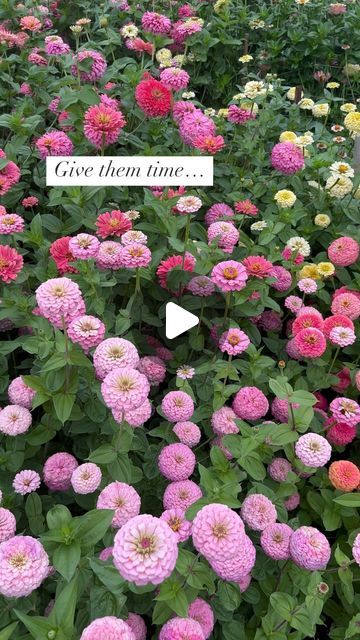 Barb Merchant | Windfall Zinnias on Instagram: "Magical zinnias come with time.   Zinnias need time in two ways:   1- Zinnias are heat loving summer flowers. They flourish and show their full potential in late summer. The first blooms early in the season are often small and unimpressive (and maybe a bit wonky looking). Give the plant time to mature! It will pump out bigger and better flowers later. These video clips are all from August and September.   2- The flowers continue to form rings of petals after the bloom first opens (for double flowers). The more time you give them, the bigger and fluffier they become. This is also when they start showing colour changes and gradients. A zinnia that is ready for cutting (passes the wiggle test) is often not a fully mature zinnia!   So please don’ Zinnias Garden, Grow Gorgeous, The Wiggles, Cut Flower Garden, September 2, Late Summer, Front Garden, The Plant, Full Potential