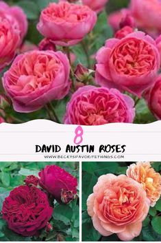 David Austin Roses Garden, Roses Garden Care, Rose Garden Landscape, Rosen Beet, Rose Garden Design, Best Roses, Fragrant Roses, Austin Rose, Rose Care